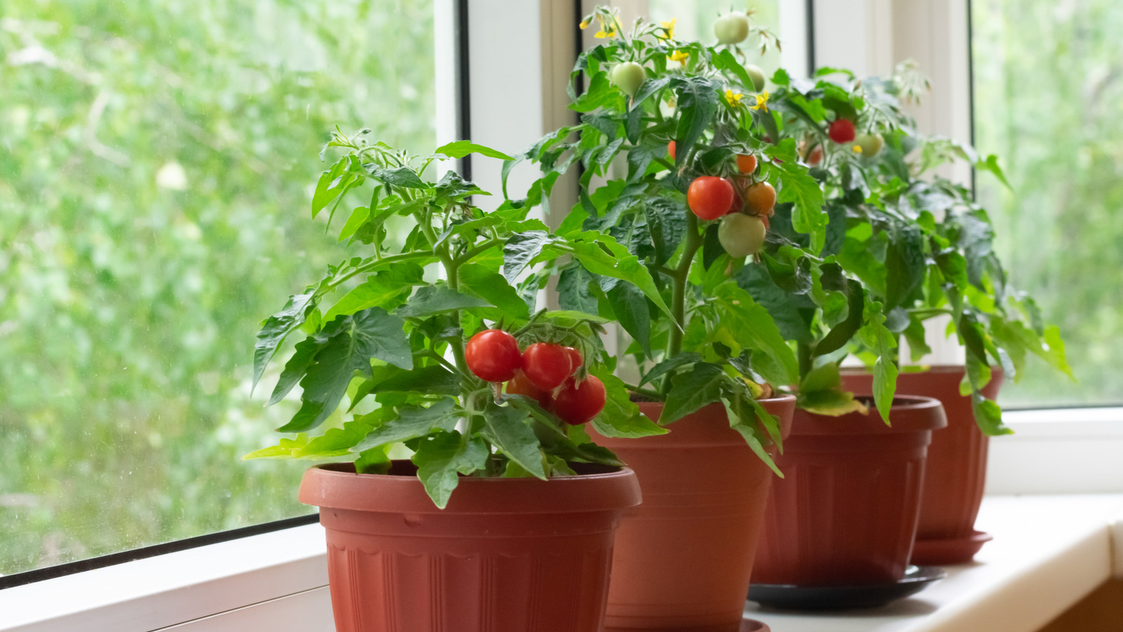 The Odd Reason Why Tomatoes Used To Only Be Used As Decoration