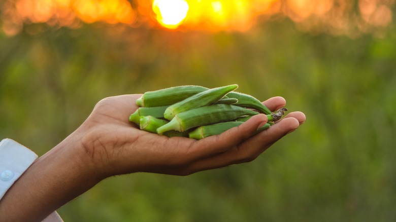 handful of okra