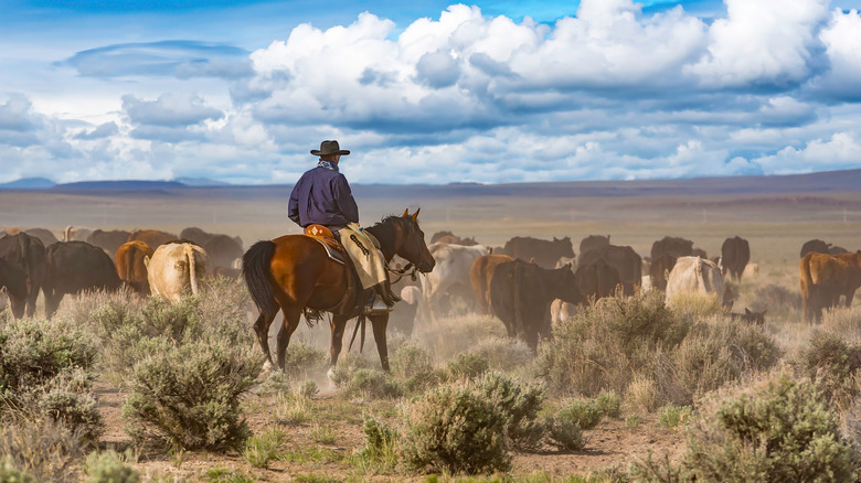 Cowboy herding cattle
