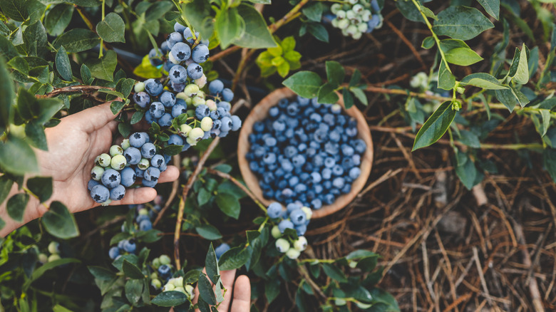 Blueberries being picked in the field