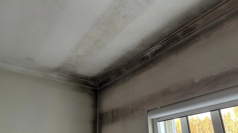 Mold/mildew in the corners of ceiling