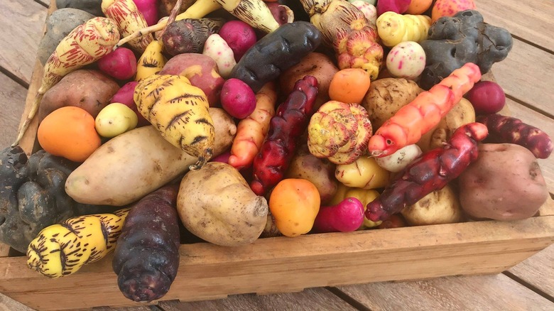 Native potatoes with white-purple interior