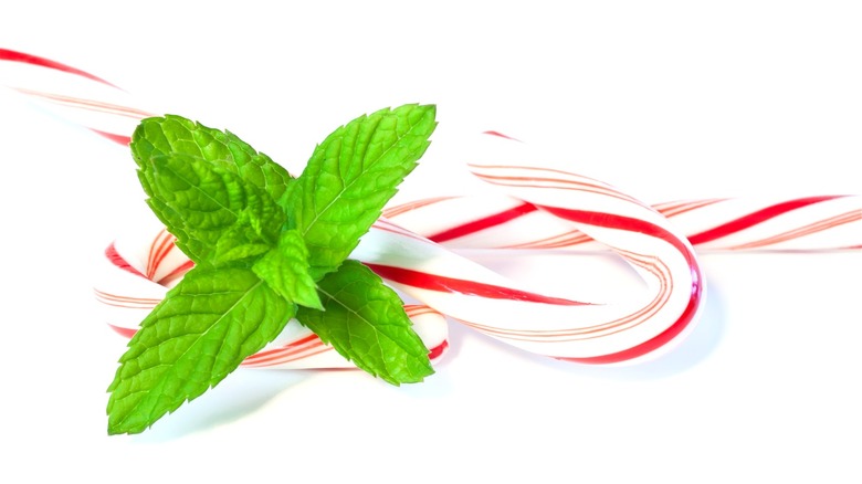 Candy canes and mint leaves 