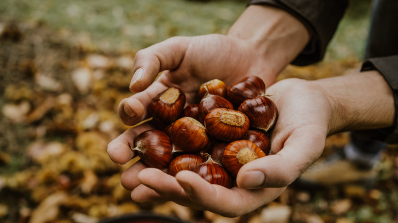 Hands holding chestnuts