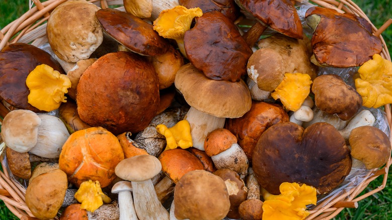 A colorful blend of mushrooms in a basket