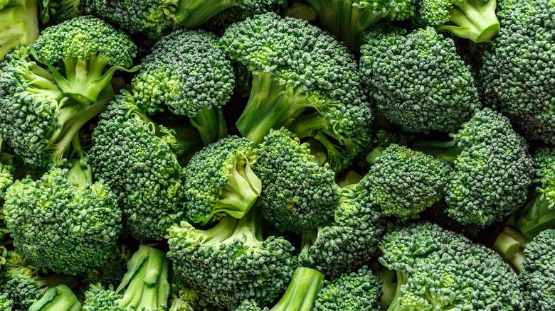 Many heads of raw broccoli