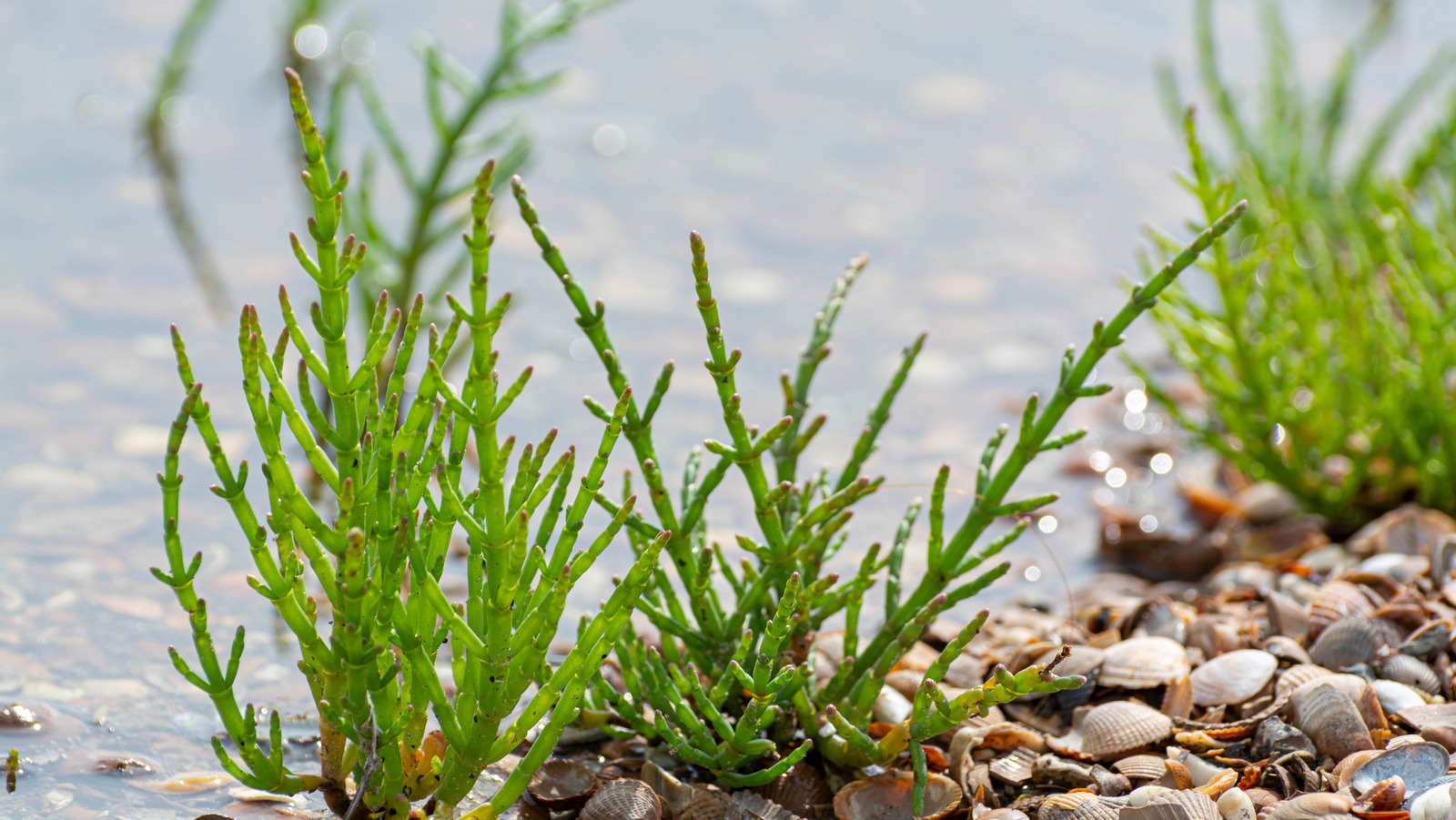 The Salty Snack Known As The 'Asparagus Of The Sea'