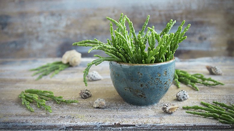 https://www.thedailymeal.com/img/gallery/the-salty-snack-known-as-the-asparagus-of-the-sea/scour-your-nearest-coastline-1683135883.jpg