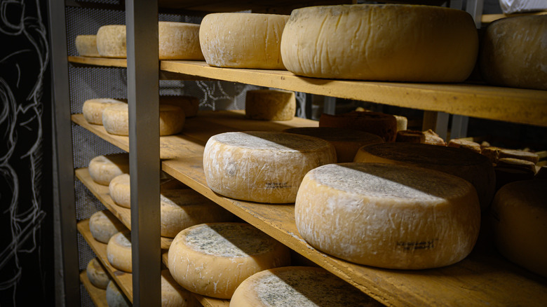 wheels of cheese aging in a cellar