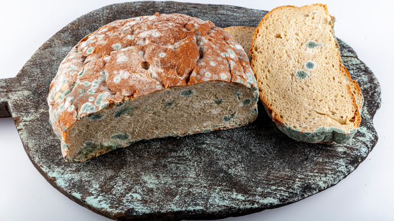 Stale bread with mold