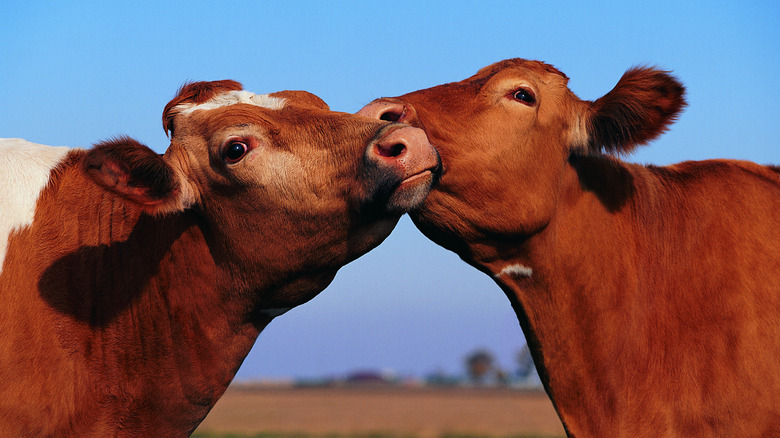 Two cows nuzzling