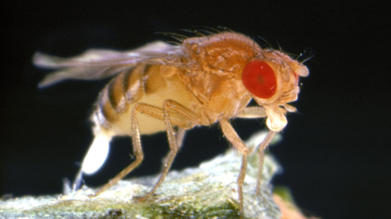 fruit fly red eyes
