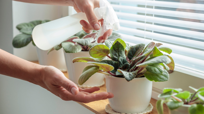 Spraying houseplant with baking soda solution