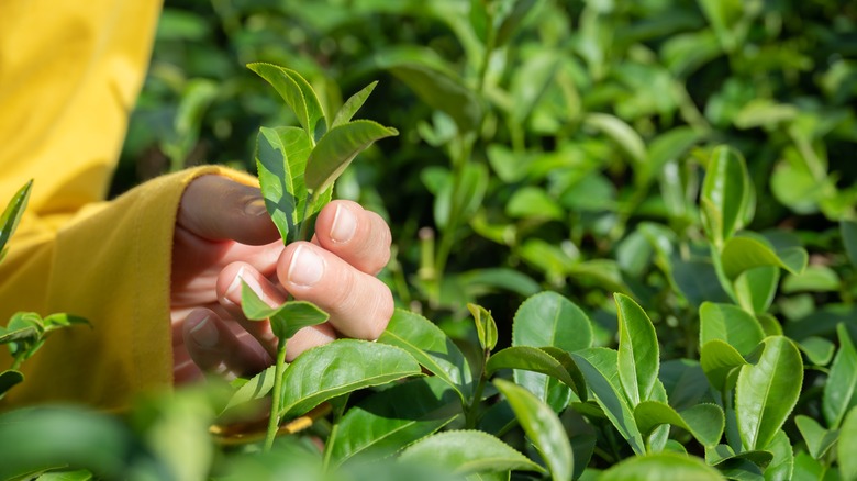 A person in yellow holds a tea leaf
