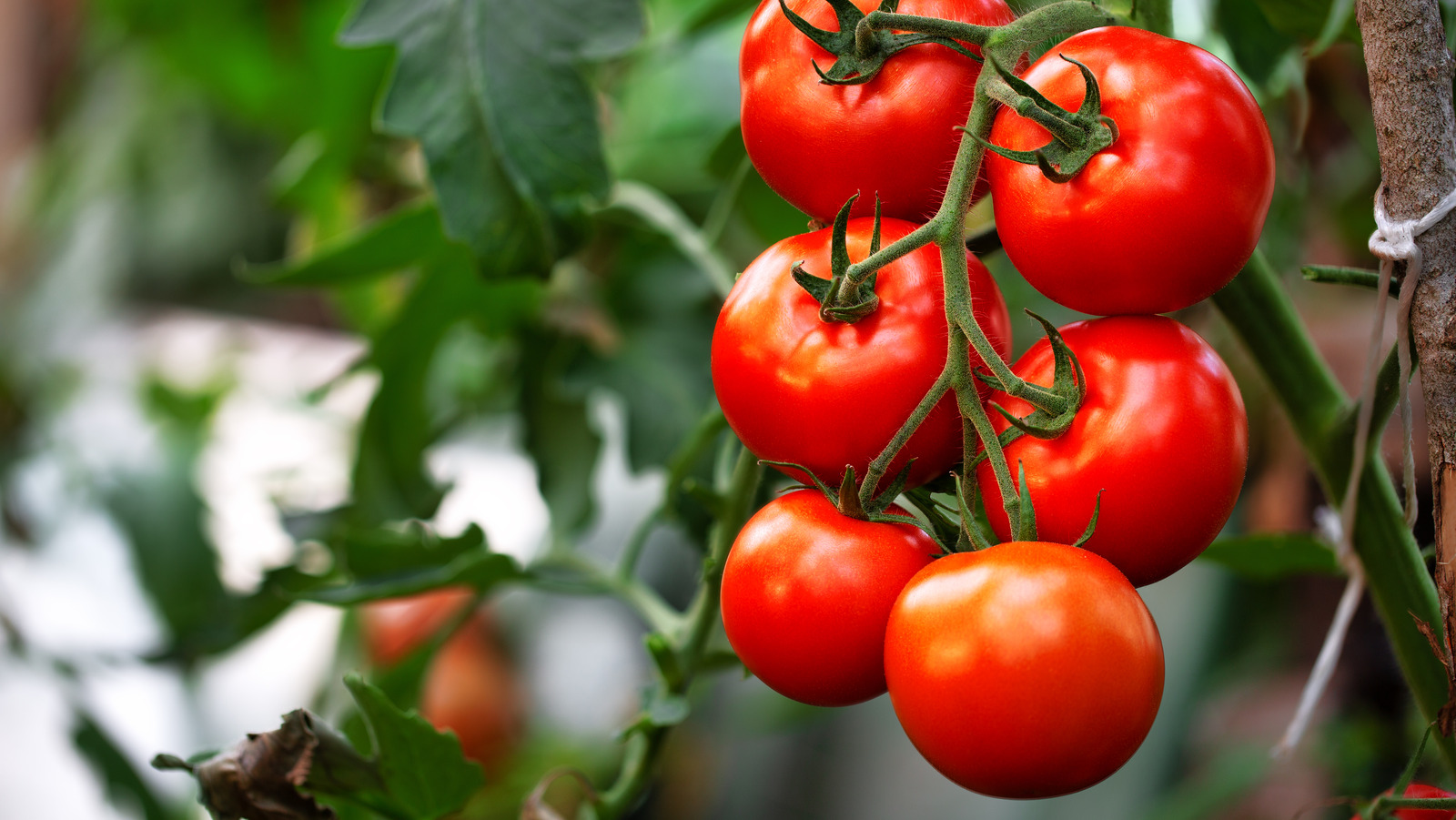 The Simple Sandwich You Shouldn't Count Out During Tomato Season - Vimarsana News