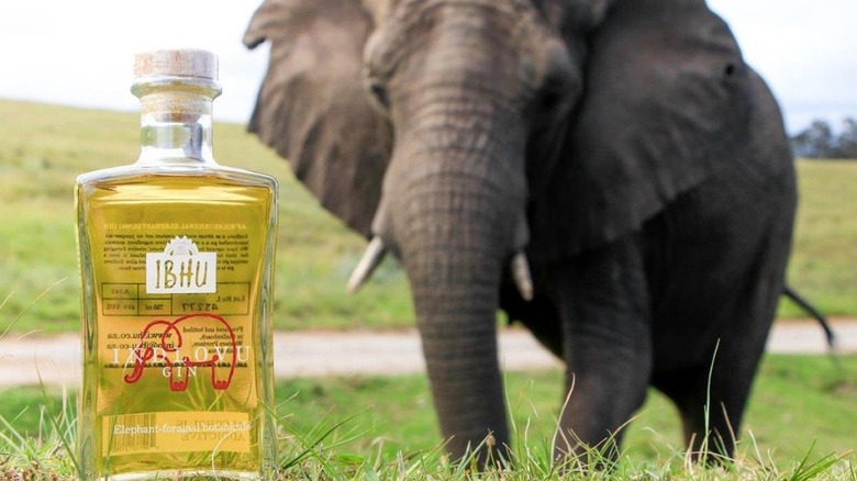 Indlovu Gin bottle with elephant