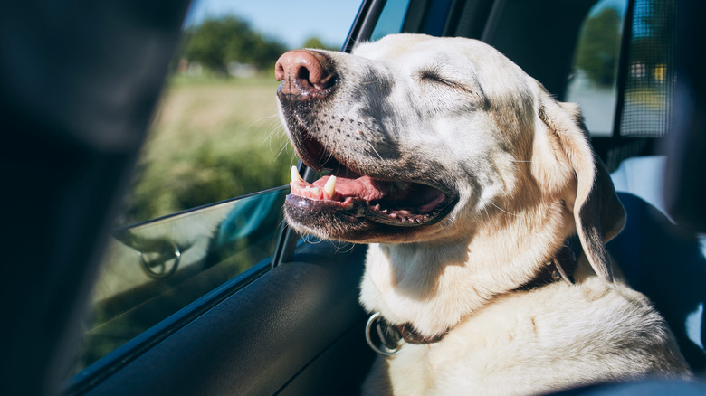 Smiling dog in car