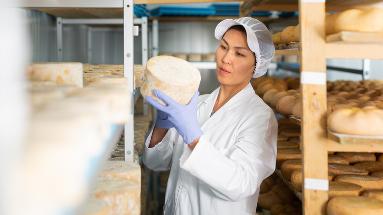 cheesemaker inspecting cheese