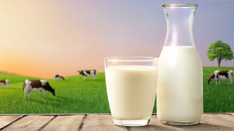 Milk pitcher with cow in background