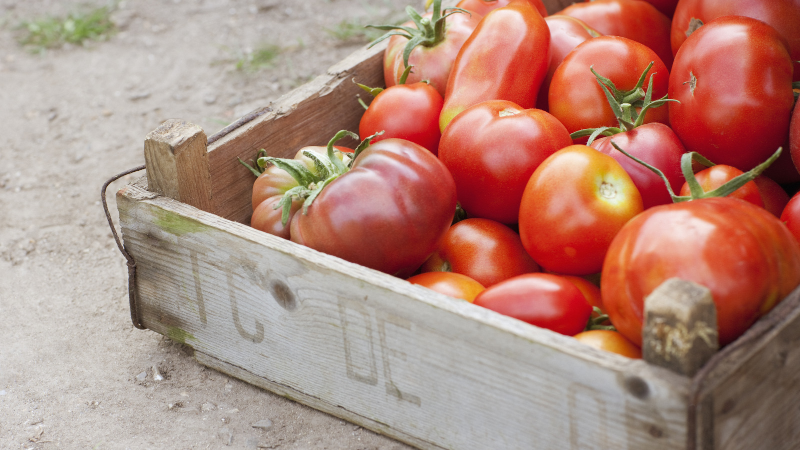 The Storage Hack You Need To Keep Tomatoes Fresh For Way Longer