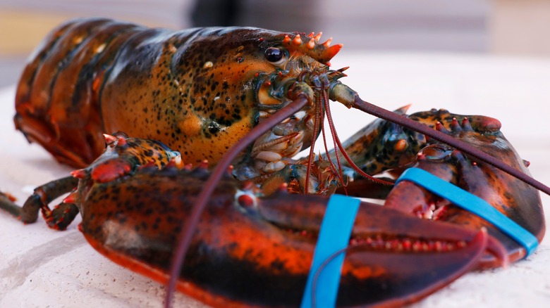 live lobster with rubber bands on claws