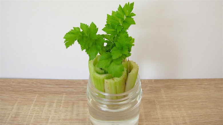 Celery stalks in water glass 