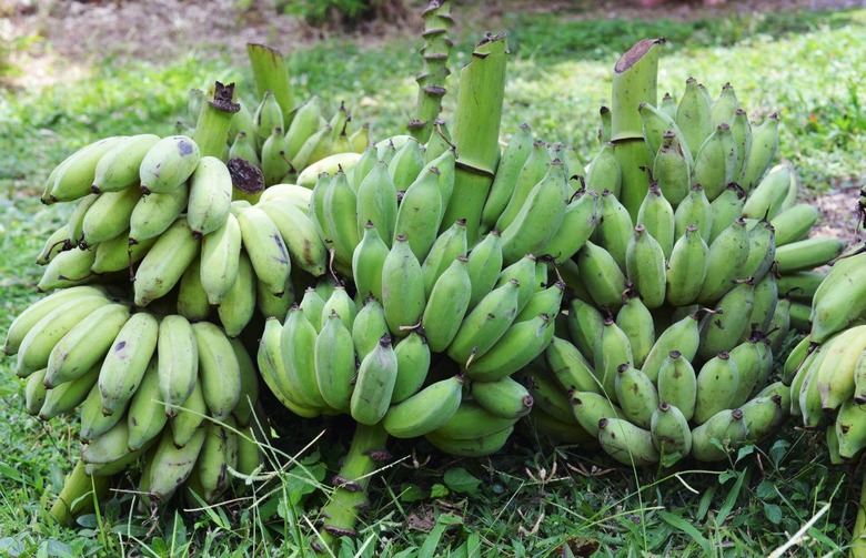 The Surprising History of the Banana