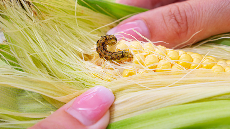 Close-up of worm on an ear of corn
