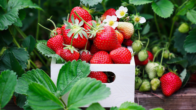 leaves surrounding freshly picked strawberries
