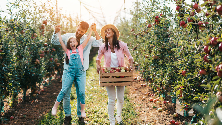 Family picking apples together