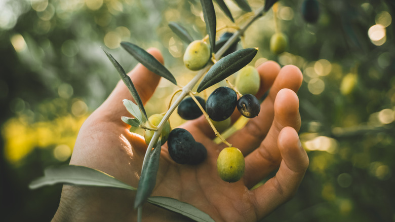 A hand holding olives on a branch