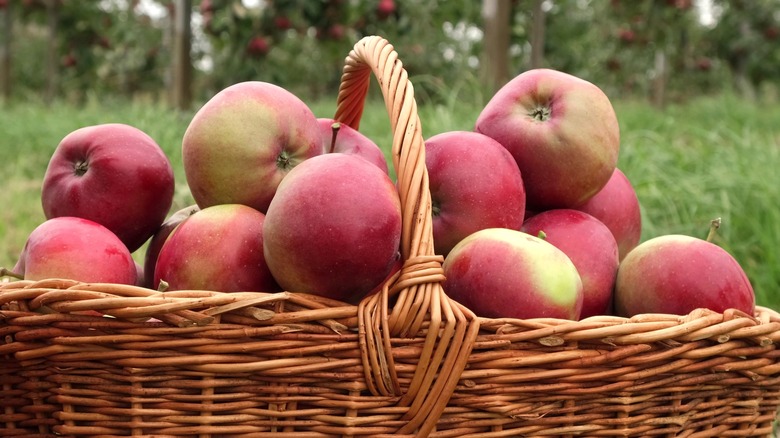 Apples in a basket