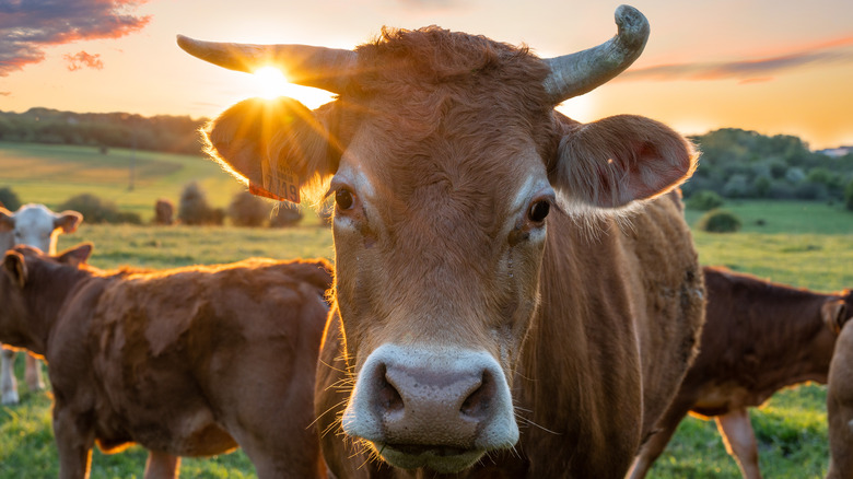 brown beef cattle at sunset