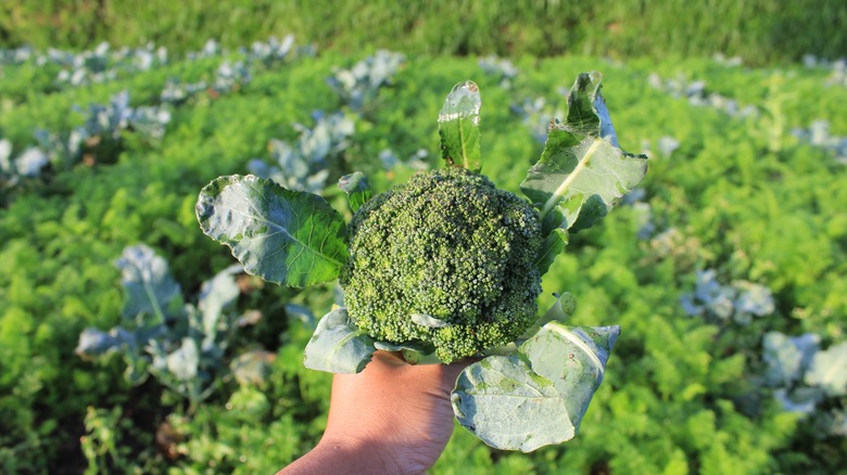 broccoli being harvested