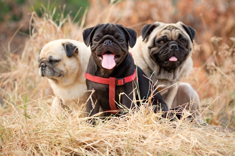 pugs