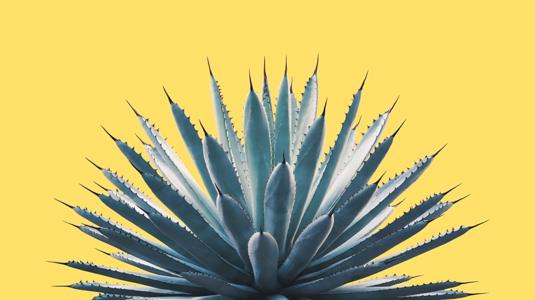 agave plant