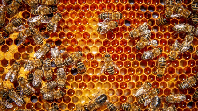 bees on honeycomb