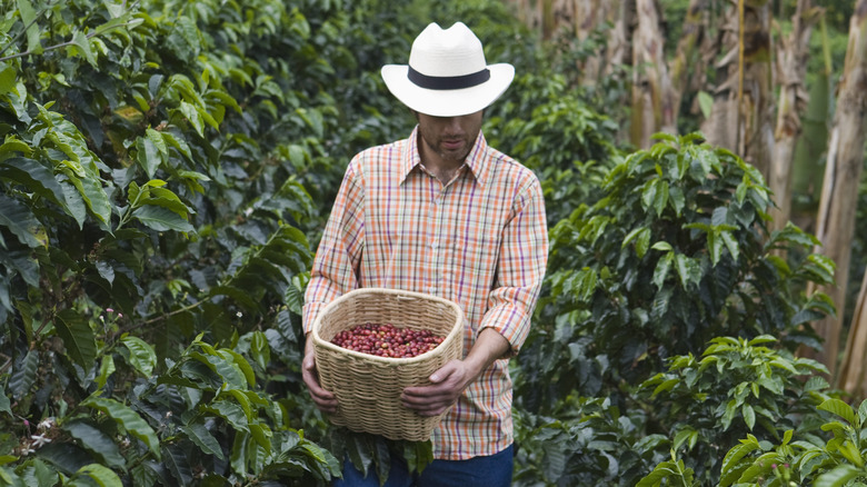 Man harvesting coffee 