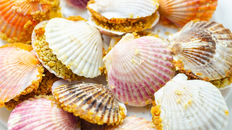 A variety of scallop shells