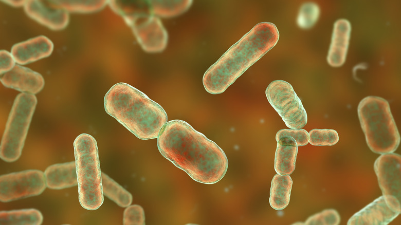 Microscopic image of gut microbiome