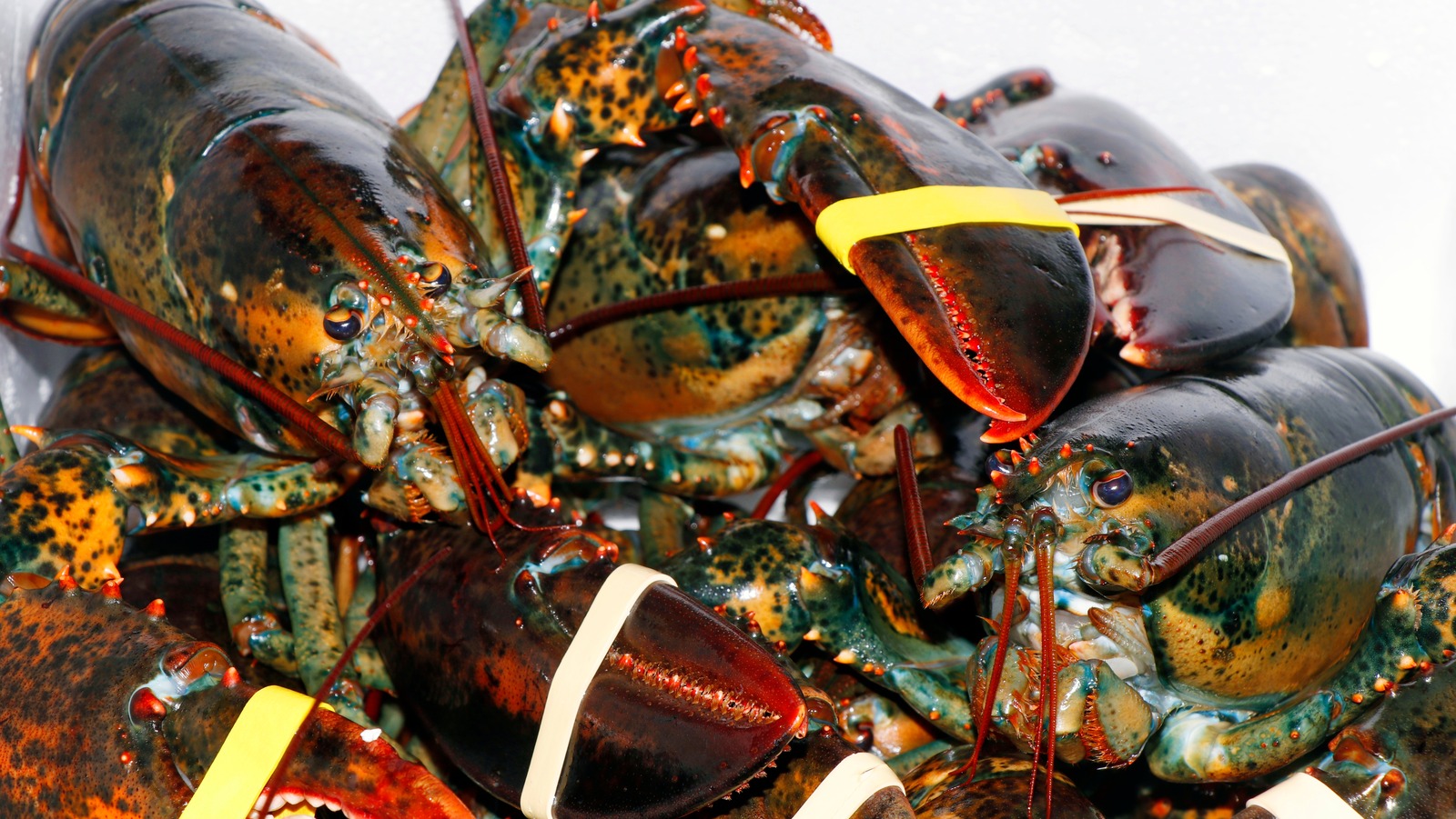 The Ultimate Guide To Lobster Varieties