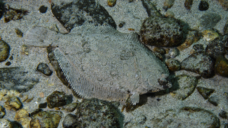Flounder fish on ocean floor