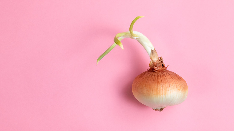 sprouted onion on pink background