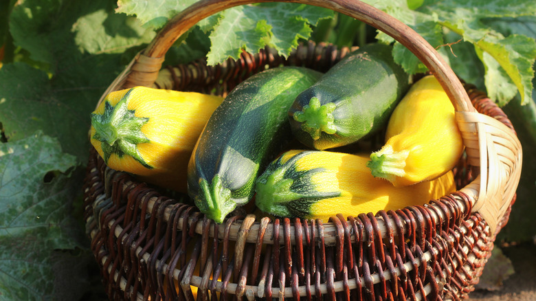 Green and yellow zucchini 