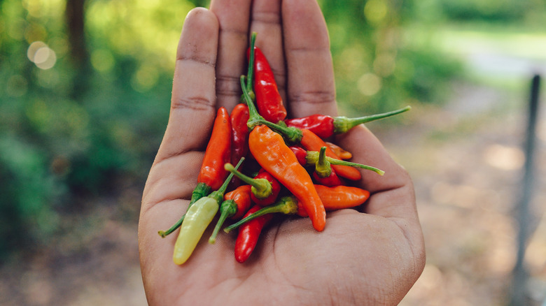 different Thai chilies in palm