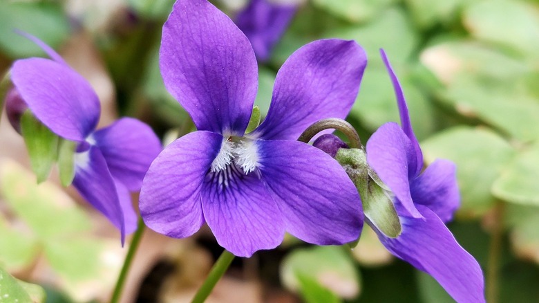 Closeup of a violet flower