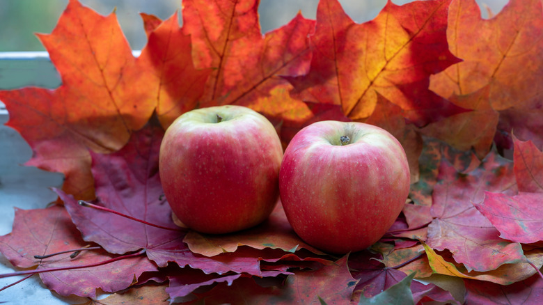 Two apples on bed of autumn leaves
