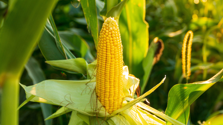 corn on the cob in a field of corn