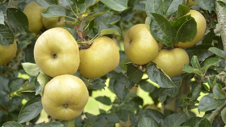 Yellow apples on a tree