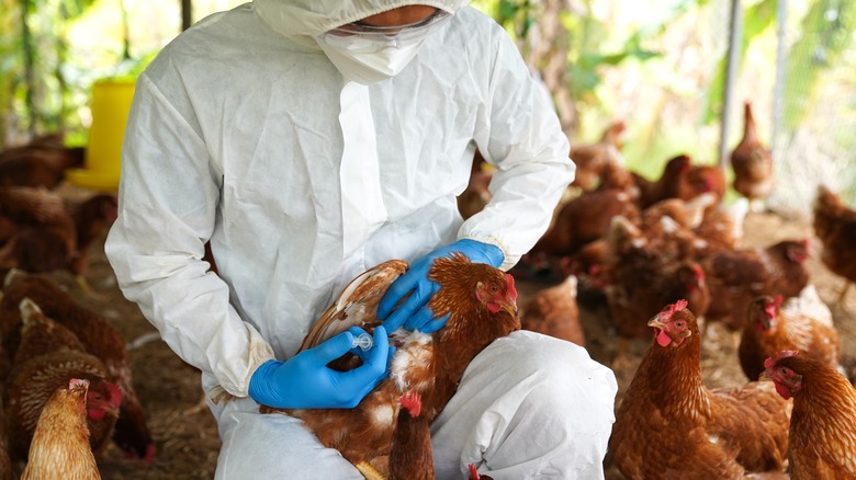 Person treating chicken in coop